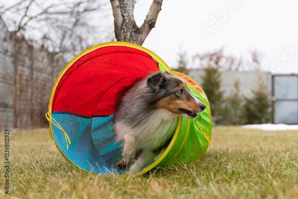 Fototapeta Cute active tricolor sheltie dog is training agility. Smart obedient shetland sheepdog is running through a tunnel
