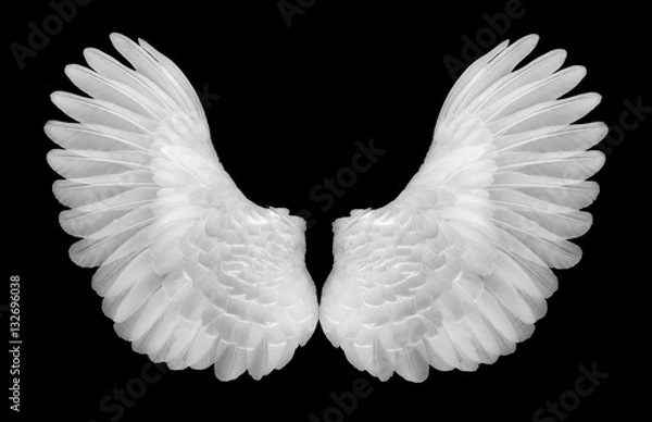 Obraz white wings on black blackground