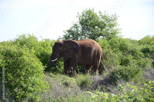 Obraz Elephant
