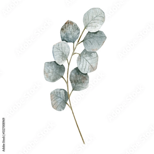 Fototapeta Watercolor illustration with branch of silver eucalyptus of savage green color. Can be used on fabrics and paper products and other. 