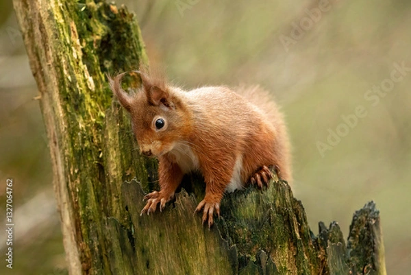 Fototapeta Red Squirrel (Sciurus vulgaris)