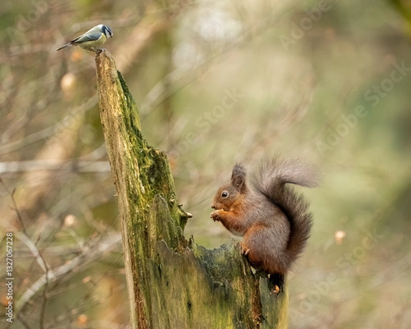 Fototapeta Red Squirrel (Sciurus vulgaris)