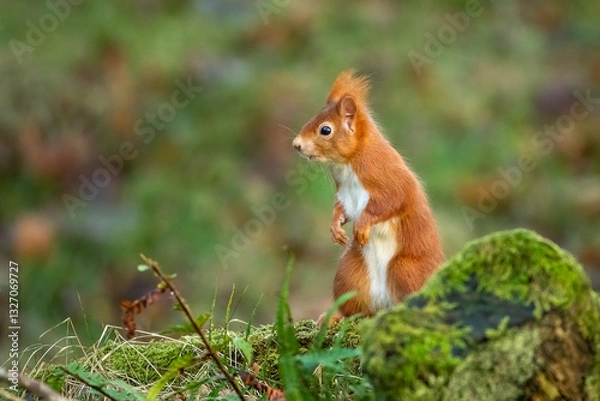 Fototapeta Red Squirrel (Sciurus vulgaris)