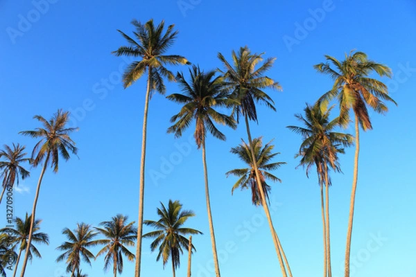 Obraz Coconut plam tree on blue sky background