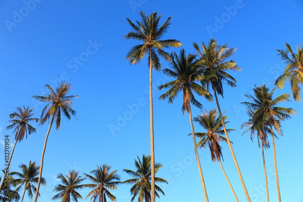 Obraz Coconut plam tree on blue sky background