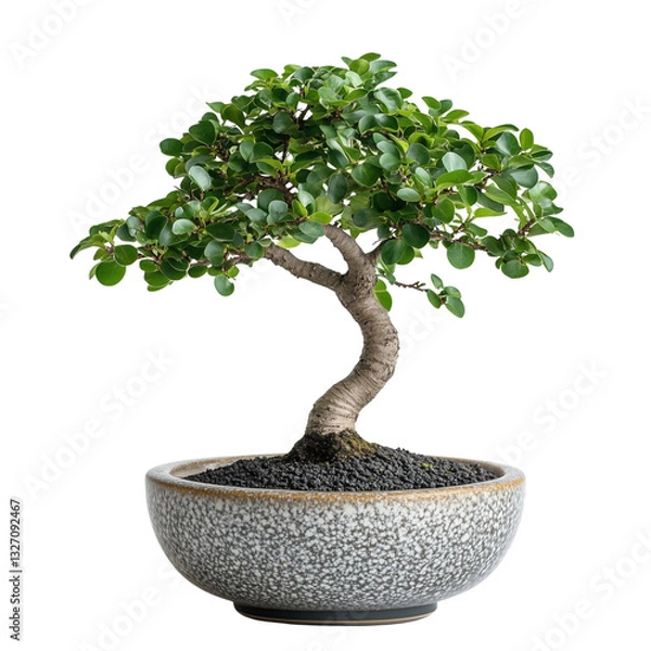 Obraz Bonsai Tree, ceramic pot, isolated on white