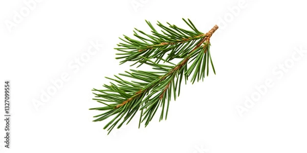 Fototapeta Spruce Tree Branch With Green Needles . Nature And Botanical Study Isolated On Transparent Background