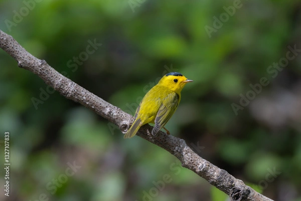 Obraz Wilson's Warbler perched
