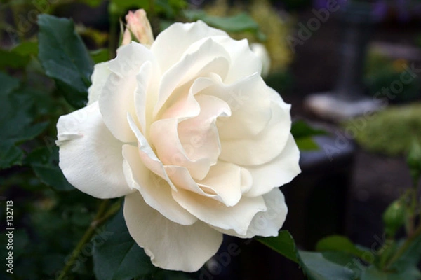 Fototapeta weiße blume