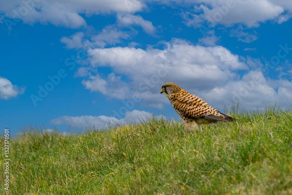 Obraz Portrait of Kestrel, Falco tinnunculus, standing quietly in the wet grass looking out from grassy hill against background of blue sky with cumulus clouds
