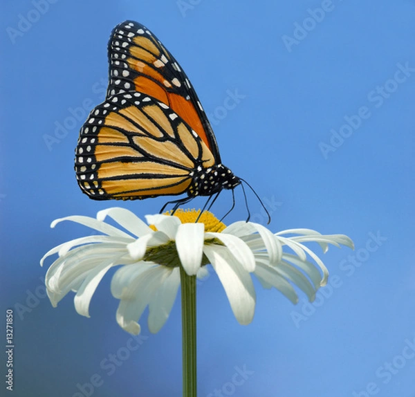 Obraz Monarch butterfly
