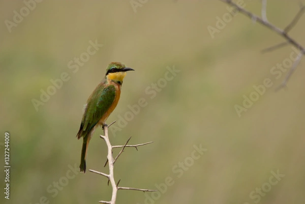 Obraz Bee-Eater
