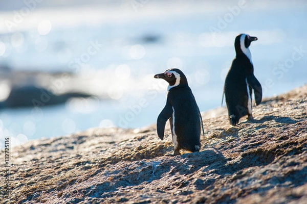 Obraz Two penguins walkgin on a rock