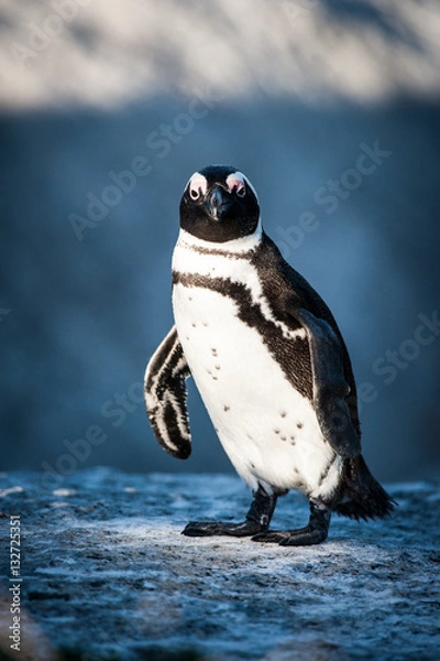 Obraz Penguin standing on a rock