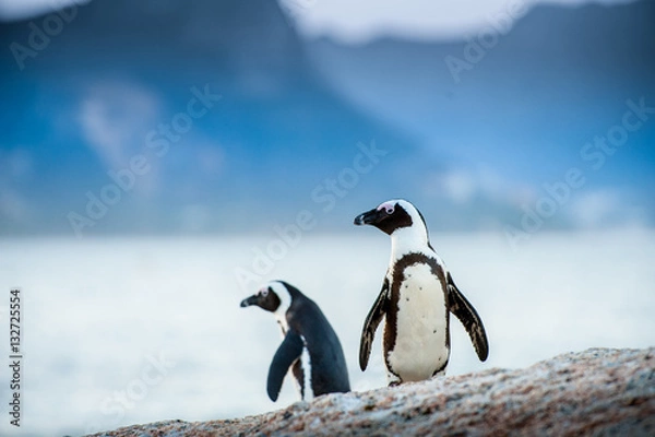 Obraz Two penguins looking out