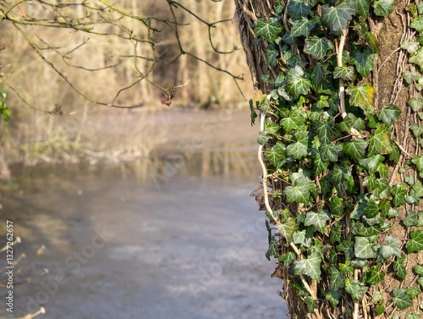 Obraz liana on a tree near a lake