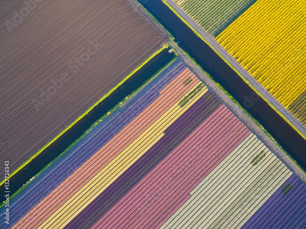 Obraz Bulb fields in the Netherlands