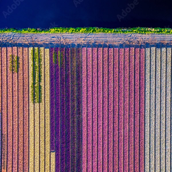 Obraz Bulb fields in the Netherlands