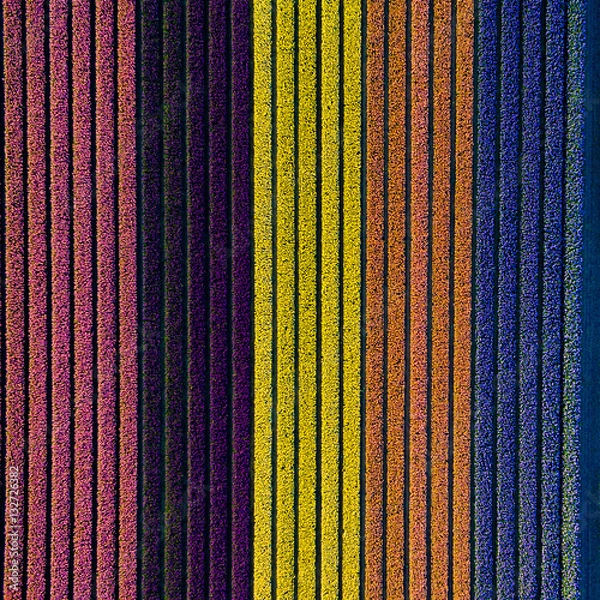 Obraz Bulb fields in the Netherlands