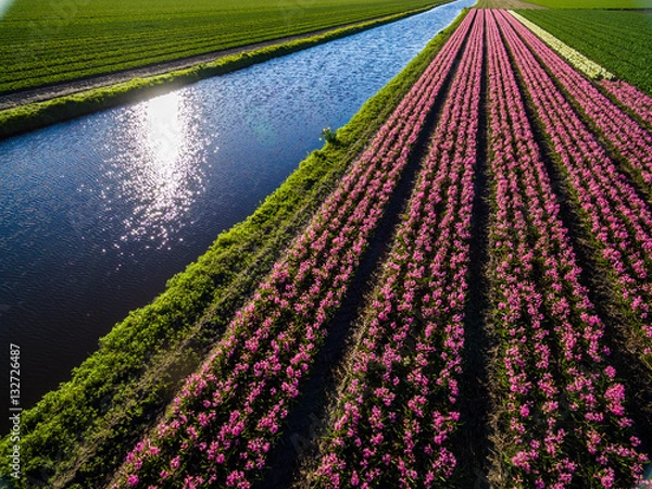 Obraz Bulb fields in the Netherlands