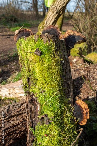 Fototapeta stump with mushrooms and moss in the forest