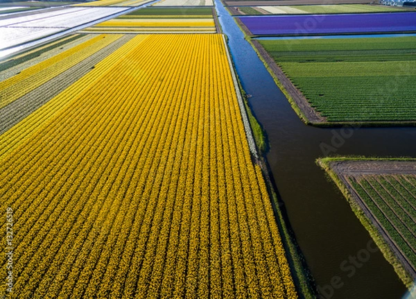 Obraz Bulb fields in the Netherlands