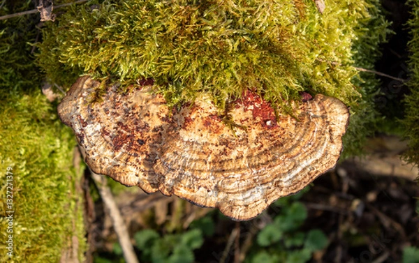 Fototapeta mushroom on tree in the forest