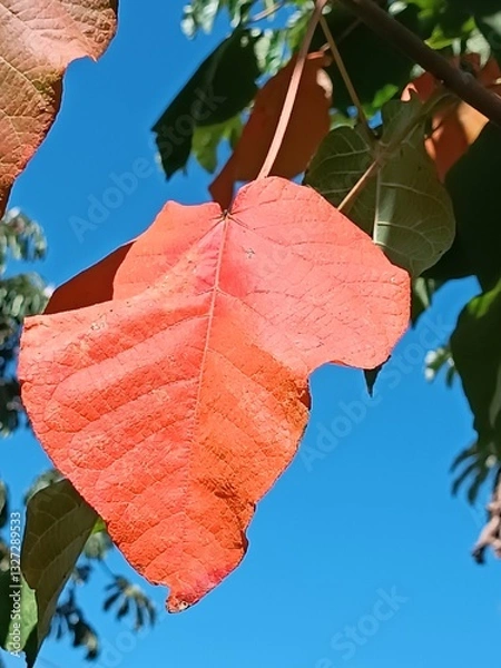 Fototapeta Orange leaf