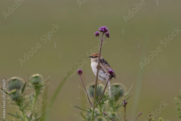 Fototapeta Cisticola