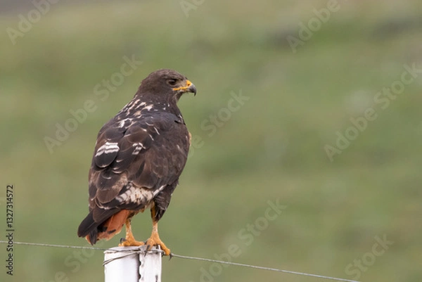 Fototapeta Jackal Buzzard
