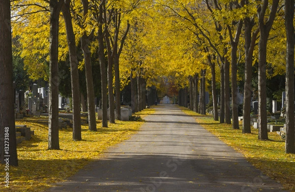 Fototapeta Baumalle Zentralfirdhof