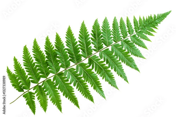 Obraz Elegant green fern leaf with detailed fronds and shapes