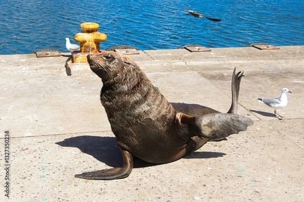 Fototapeta A cute sea lion posing near the ocean for local tourists.