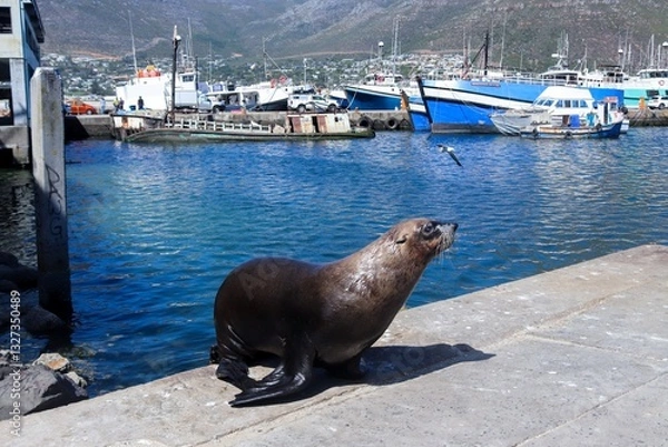 Fototapeta A sea lion jumping out the ocean and onto the pavement