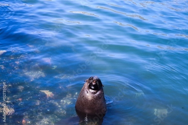 Fototapeta Sea Lion in the ocean facing the camera and basking in the sun.