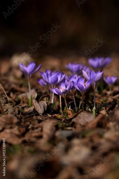Fototapeta Blooming violet crocuses in spring garden. Flowers closeup on bokeh background, selective focus.