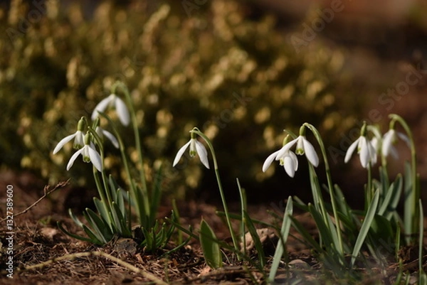 Fototapeta Snowdrops flowers on bokeh spring garden background. Snowdrops closeup. Early spring flowers.
