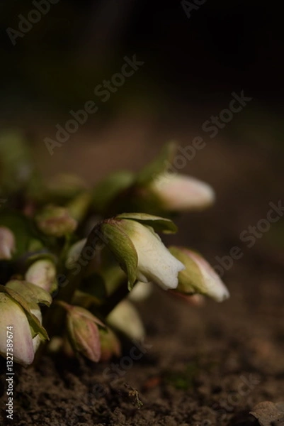 Fototapeta Hellebores white flowers in buds, hellebores closeup on bokeh garden background, first spring flower.