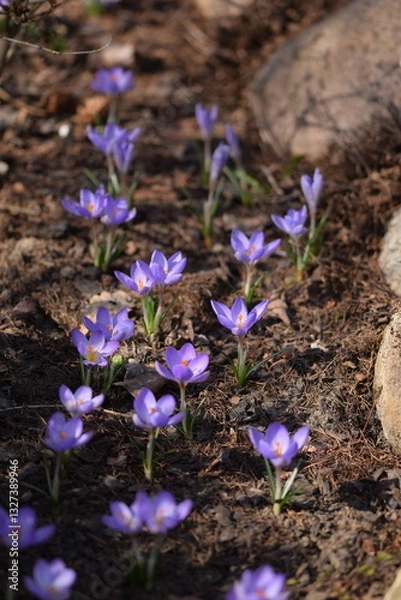Fototapeta Blooming violet crocuses in spring garden. Flowers closeup on bokeh background, selective focus.