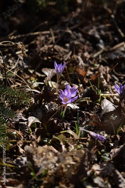 Fototapeta Blooming violet crocuses in spring garden. Flowers closeup on bokeh background, selective focus.