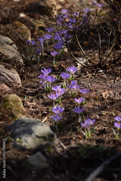 Fototapeta Blooming violet crocuses in spring garden. Flowers closeup on bokeh background, selective focus.