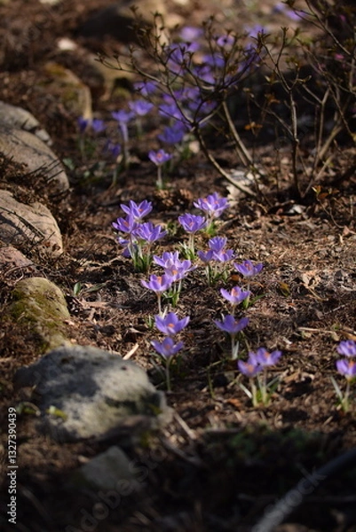 Fototapeta Blooming violet crocuses in spring garden. Flowers closeup on bokeh background, selective focus.
