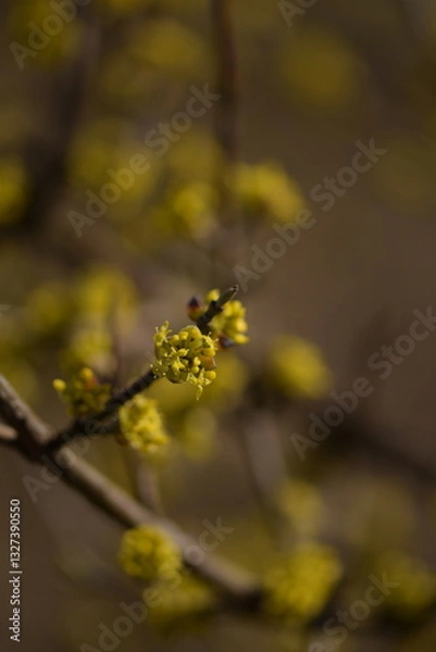 Fototapeta Blooming yellow cornus mas, cornel blossoms on shrub closeup, bokeh background, selective focus