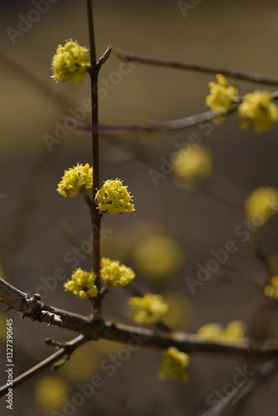 Fototapeta Blooming yellow cornus mas, cornel blossoms on shrub closeup, bokeh background, selective focus