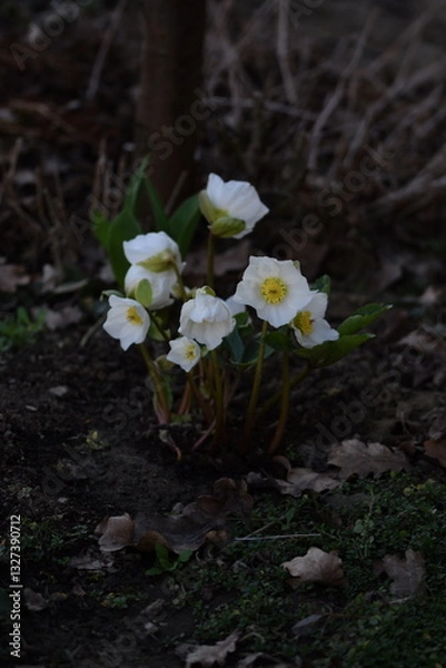 Fototapeta Hellebores white flowers in buds, hellebores closeup on bokeh garden background, first spring flower.