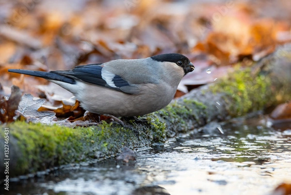 Fototapeta A female bullfinch at a watering hole in an oak forest in spring without snow.