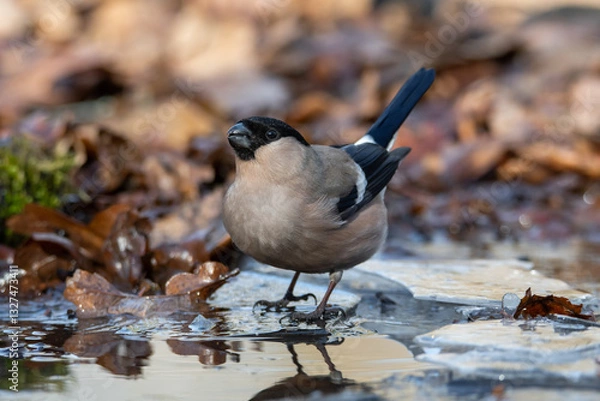 Fototapeta A female bullfinch at a watering hole in an oak forest in spring without snow.
