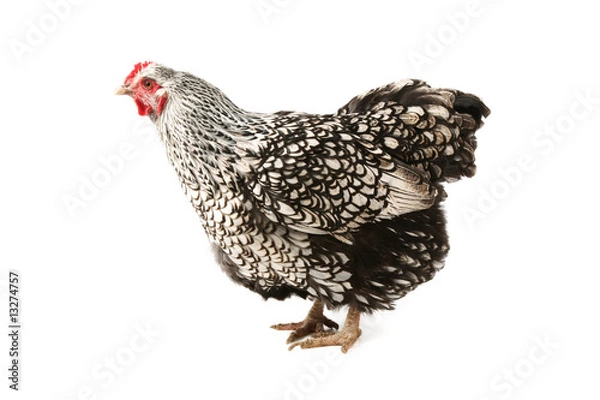 Obraz Wyandotte hen