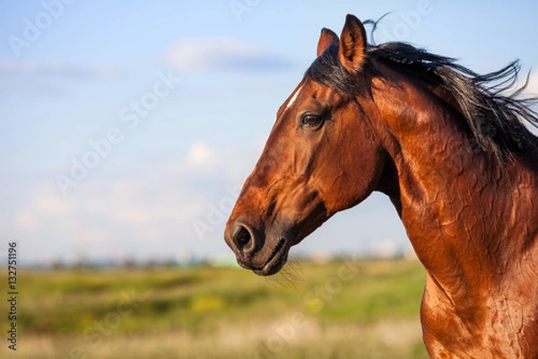 Obraz Portrait bay horse on a background of field