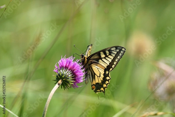 Fototapeta Schwalbenschwanz